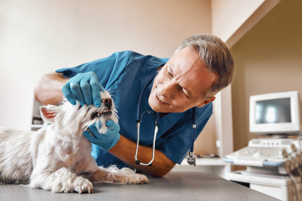 Best Weekend Emergency Dentist in Brownfields, LA